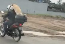 Moradora flagra cão sendo levado na garupa de motocicleta em Joinville