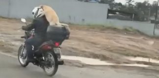 Moradora flagra cão sendo levado na garupa de motocicleta em Joinville