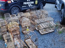 Polícia Civil prende homem com mais de 30 aves silvestres mantidas em cativeiro em Joinville