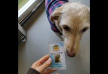 Após ganhar crachá de funcionária da UFSC, cachorra Shakira viraliza