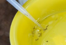 Joinville tem mais de 10 mil casos de dengue confirmados em 2022; veja dados por bairro