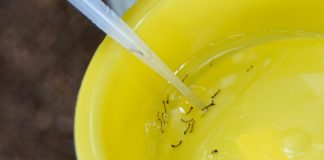 Joinville tem mais de 10 mil casos de dengue confirmados em 2022; veja dados por bairro