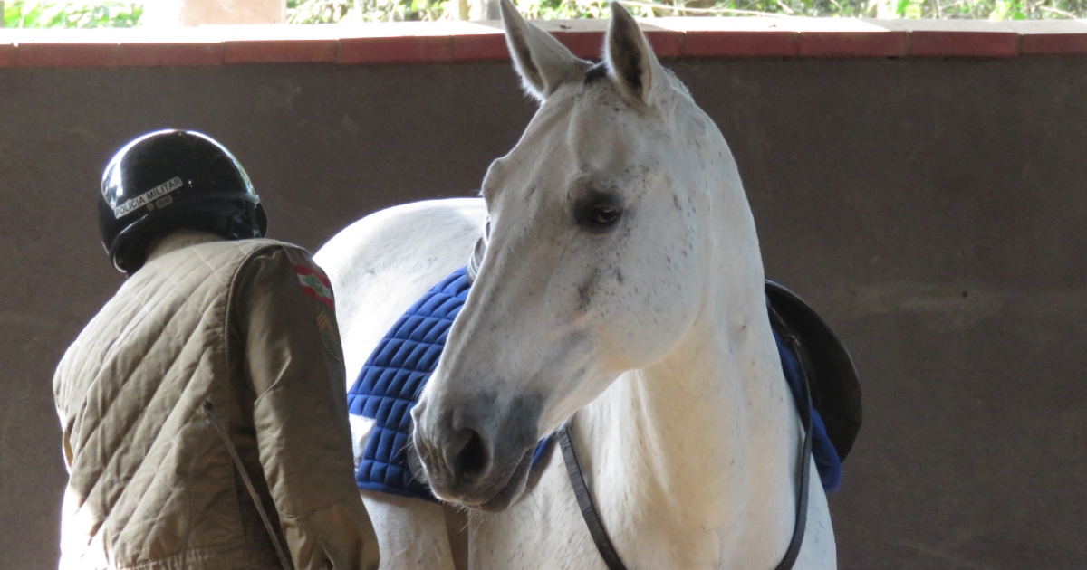 Cavalaria da PM inaugura pista Centauro de Maneabilidade a Cavalo - SSP