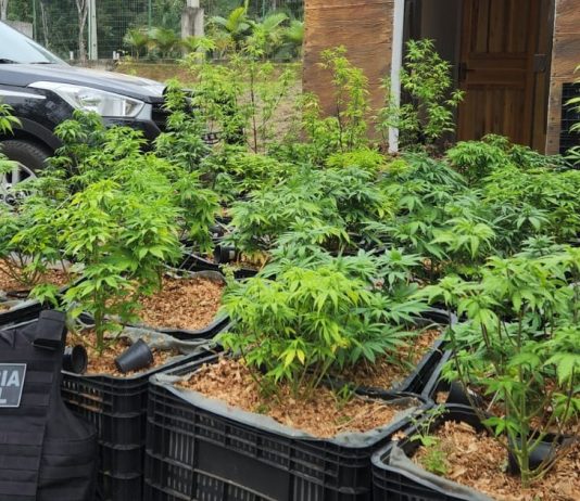 Polícia Civil encontra estufa com plantação de maconha em Itapoá estufa