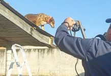 Cão sobe no telhado de casa e mobiliza Corpo de Bombeiros em Mafra