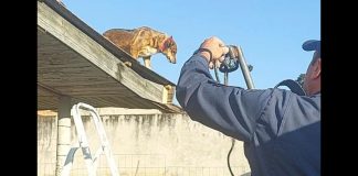 Cão sobe no telhado de casa e mobiliza Corpo de Bombeiros em Mafra