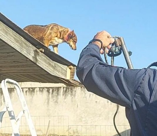 Cão sobe no telhado de casa e mobiliza Corpo de Bombeiros em Mafra