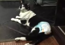 gato baleado