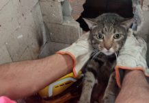 gato resgatado em mafra