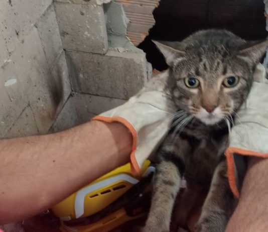 gato resgatado em mafra