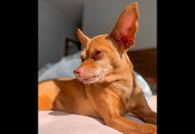 Cachorra desaparecida