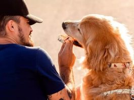 Cinzas do cão Shurastey, que morreu em acidente nos Estados Unidos, chegam em Santa Catarina