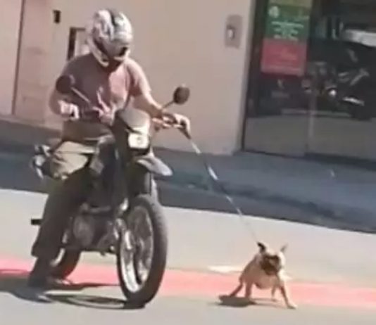 VÍDEO – Homem é flagrado pilotando moto com cão em coleira em SC coleira
