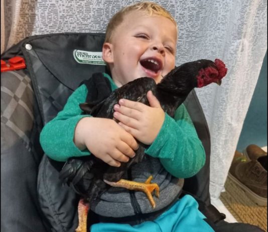 VÍDEO – Galo vira melhor amigo de bebê em Joinville; conheça história Heitor com tatá