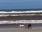cachorro morre após ataque de pitbull