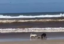 cachorro morre após ataque de pitbull