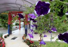 jardins