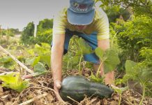 agricultura