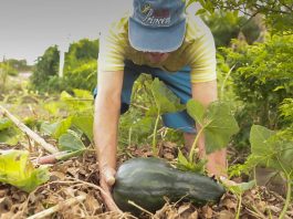 agricultura