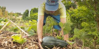 agricultura