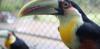 Zoobotânico de Joinville