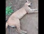 animal em extinção encontrado morto