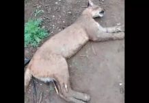 animal em extinção encontrado morto