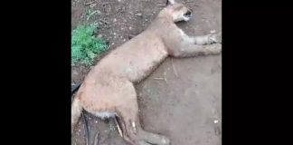 animal em extinção encontrado morto