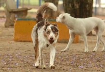 Dois cães na rua