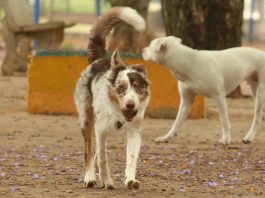 Dois cães na rua