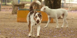 Dois cães na rua