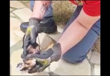 VÍDEO – Filhote de Gambá é salvo em Joinville após se afogar em ralo de piscina Bombeira Voluntária segura filhote de gambá nas mãos