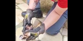 Bombeira Voluntária segura filhote de gambá nas mãos