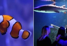 Aquário de Balneário Camboriú anuncia entrada gratuita para quem votar segundo turno; entenda