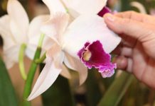 Festa das Flores inicia nesta terça-feira em Joinville; saiba como comprar ingressos orquídea