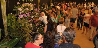 festa das flores joinville