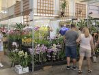 mercado de plantas com pessoas passand ao redor. tem várias orquídeas roxas na frente e algumas penduradas no topo do estande