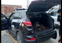 cachorro dentro do porta malas do carro da polícia civil, porta malas está aberto mostrando o cachorro deitado