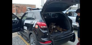 cachorro dentro do porta malas do carro da polícia civil, porta malas está aberto mostrando o cachorro deitado
