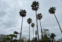 previsão do tempo em joinville. árvores da praça da bandeira sob céu nublado