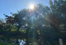 céu sem nuvens com sol entre árvores para ilustrar a previsão do tempo em joinville