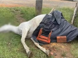 Adolescentes causam morte de égua após acionarem explosivos dentro dela no Norte de SC