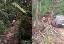 Boi é encontrado amarrado e com sinais de maus-tratos no Litoral de SC