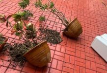 Aluno de 12 anos é apreendido após agredir funcionária em Jaraguá do Sul vasos quebrados