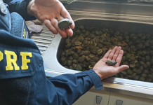 tartarugas resgatadas pela PRF