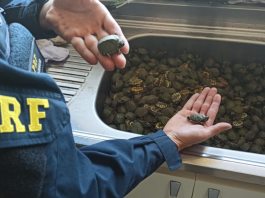 VÍDEO – Mais de mil filhotes de tartaruga são resgatados entre SC e RS tartarugas resgatadas pela PRF