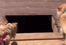 VÍDEO – Médica cai em buraco de passarela a caminho da praia no Litoral Norte