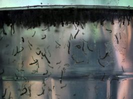 Deputado pede ao governo de SC recursos para combater a dengue em Joinville