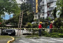 VÍDEO - Carro é atingido por árvore após fortes ventos em Joinville