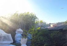 VÍDEO – Bombeiros são acionados após ataque de abelhas em Santa Catarina